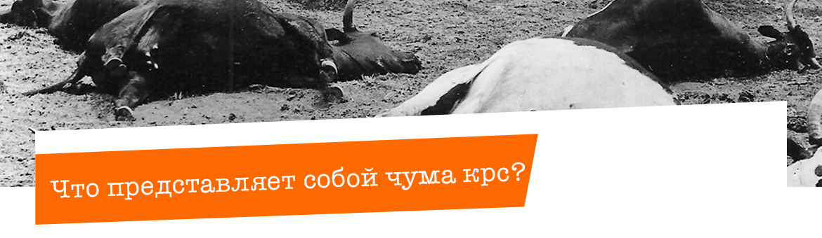 Что такое чума крупного рогатого скота?.