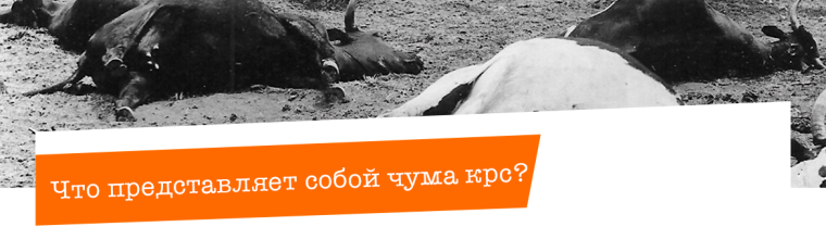 Что такое чума крупного рогатого скота?. Что такое чума крупного рогатого скота?.